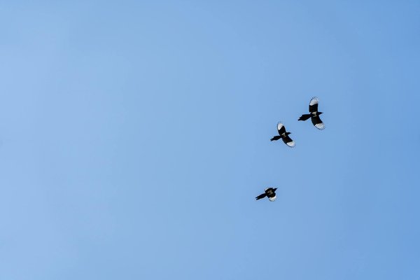 L'importance vitale du diététicien dans l'accompagnement des troubles alimentaires : Un soutien incontournable pour retrouver l'équilibre alimentaire